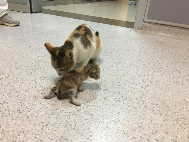 Mèo mẹ khiến dân mạng xúc động khi tự tha con ốm đến bệnh viện cầu cứu-3