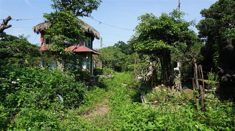 Khu vườn bỏ hoang toàn siêu cây bạc tỷ của đại gia nức tiếng một thời-2