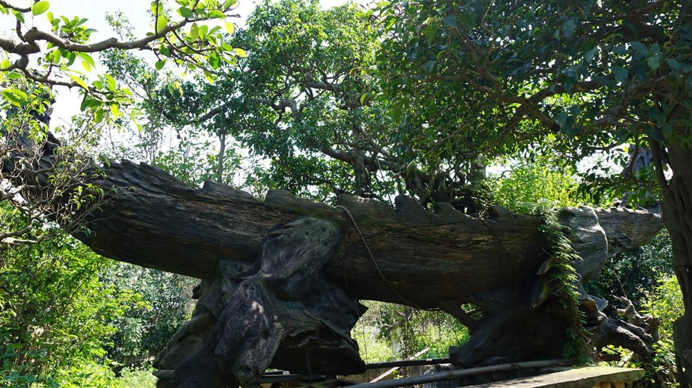 Khu vườn bỏ hoang toàn siêu cây bạc tỷ của đại gia nức tiếng một thời-3