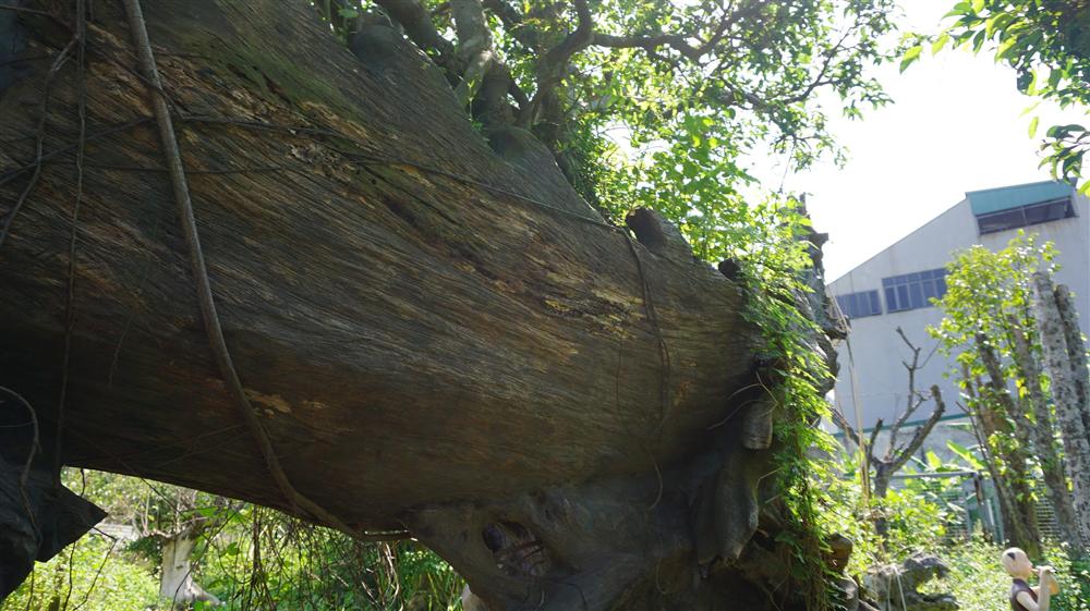 Khu vườn bỏ hoang toàn siêu cây bạc tỷ của đại gia nức tiếng một thời-4