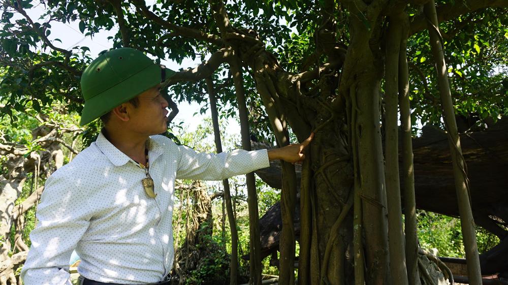 Khu vườn bỏ hoang toàn siêu cây bạc tỷ của đại gia nức tiếng một thời-9