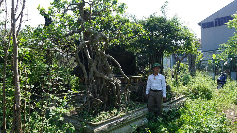 Khu vườn bỏ hoang toàn siêu cây bạc tỷ của đại gia nức tiếng một thời-13