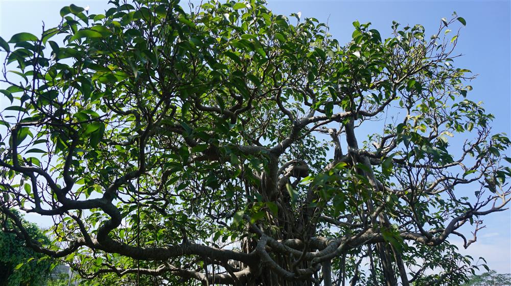 Khu vườn bỏ hoang toàn siêu cây bạc tỷ của đại gia nức tiếng một thời-16