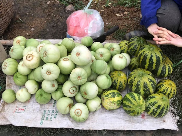 Đầu mùa, dưa lê, dưa bở bán đầy quốc lộ, giá chỉ 20-35 ngàn đồng/kg hút khách đi đường dừng lại mua cả xe ô tô-3