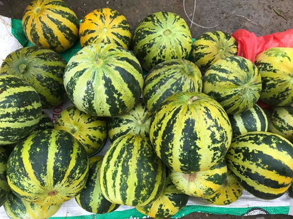 Đầu mùa, dưa lê, dưa bở bán đầy quốc lộ, giá chỉ 20-35 ngàn đồng/kg hút khách đi đường dừng lại mua cả xe ô tô-5