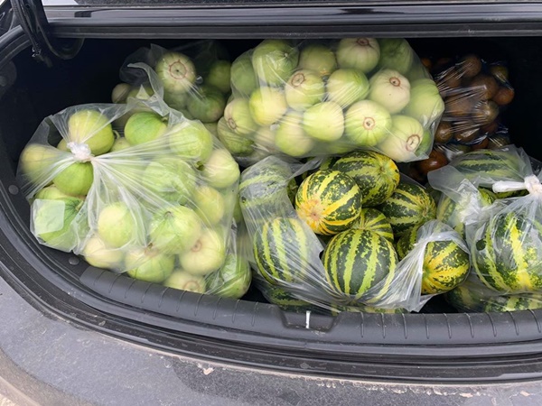 Đầu mùa, dưa lê, dưa bở bán đầy quốc lộ, giá chỉ 20-35 ngàn đồng/kg hút khách đi đường dừng lại mua cả xe ô tô-7