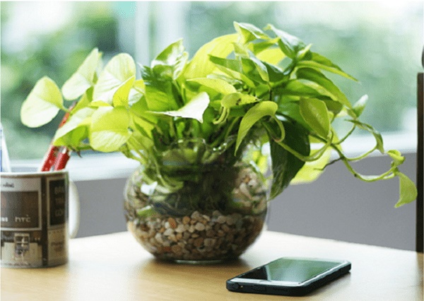 7 loại cây trồng trong nhà không cần ánh sáng mà vẫn khỏe mạnh, tươi tốt-3