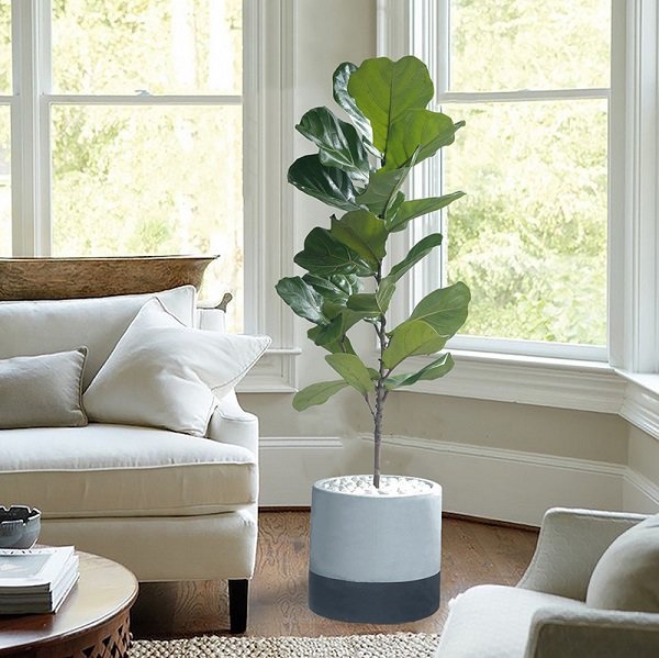 7 loại cây trồng trong nhà không cần ánh sáng mà vẫn khỏe mạnh, tươi tốt-5