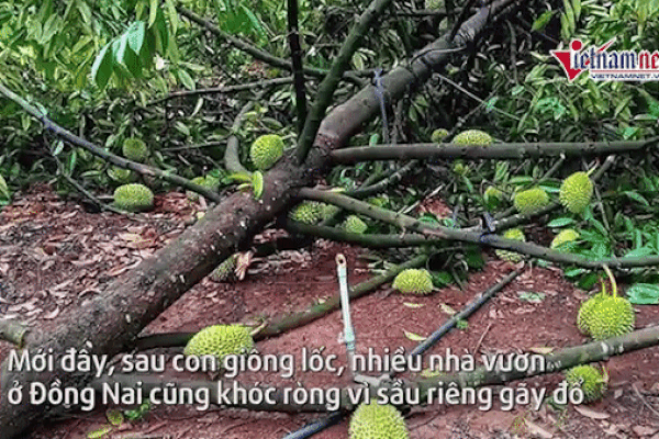 Ổi rẻ như cho nhưng vẫn ế ẩm, người nông dân kêu cứu-5