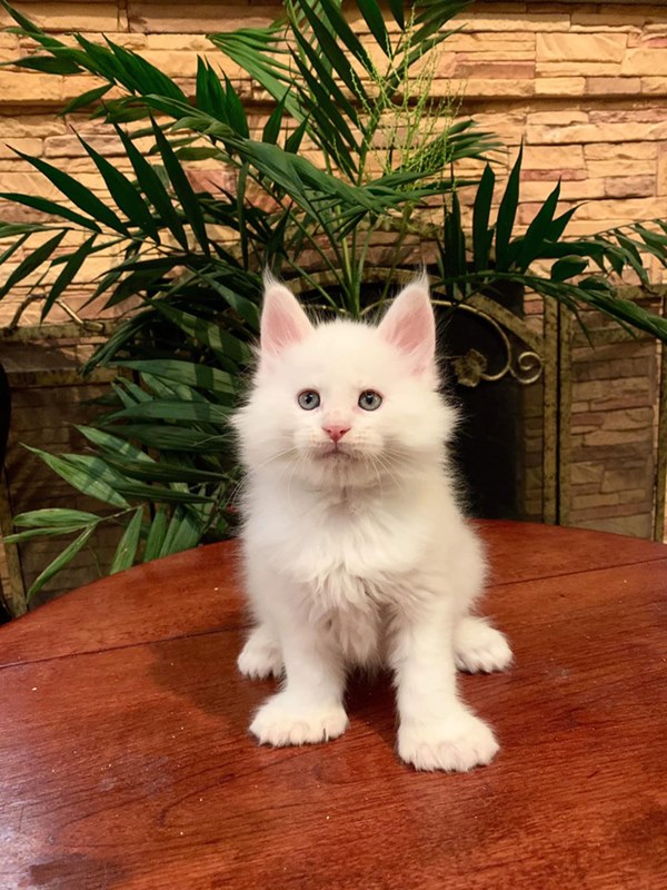 Bóc giá dàn thú cưng của hội trai xinh gái đẹp: Nghìn đô là chuyện bình thường, thần thái sang chảnh đã nói lên tất cả-6