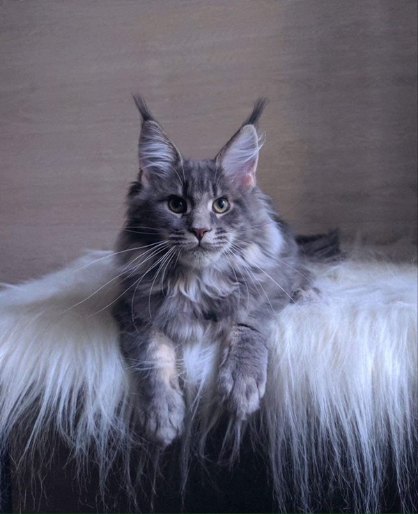 Bóc giá dàn thú cưng của hội trai xinh gái đẹp: Nghìn đô là chuyện bình thường, thần thái sang chảnh đã nói lên tất cả-7