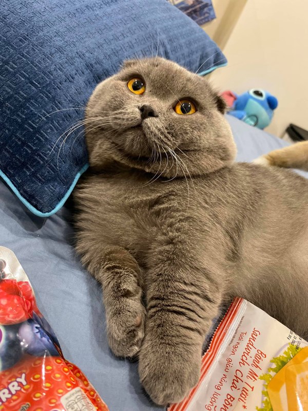 Bóc giá dàn thú cưng của hội trai xinh gái đẹp: Nghìn đô là chuyện bình thường, thần thái sang chảnh đã nói lên tất cả-8