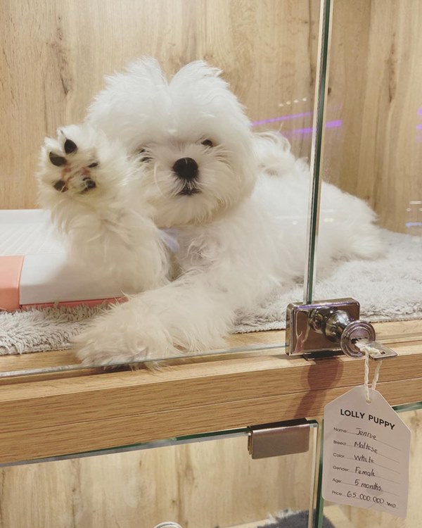 Bóc giá dàn thú cưng của hội trai xinh gái đẹp: Nghìn đô là chuyện bình thường, thần thái sang chảnh đã nói lên tất cả-12