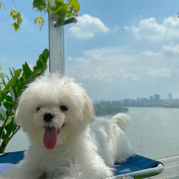 Bóc giá dàn thú cưng của hội trai xinh gái đẹp: Nghìn đô là chuyện bình thường, thần thái sang chảnh đã nói lên tất cả-13