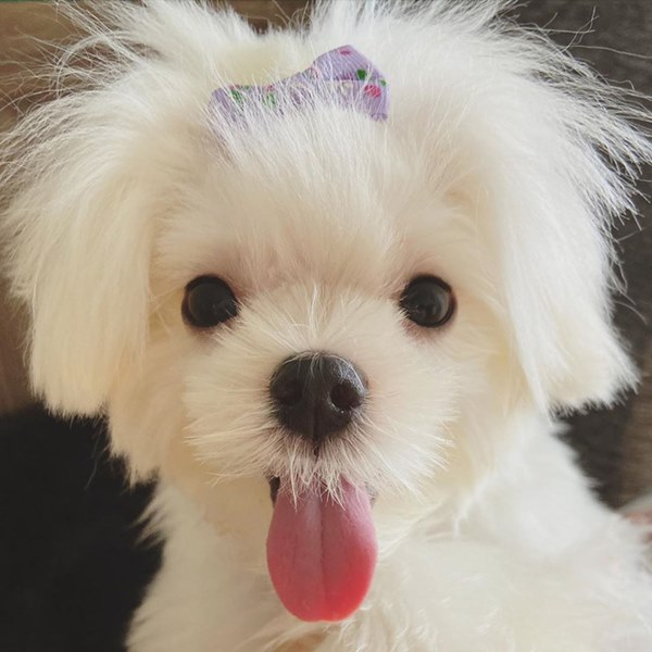 Bóc giá dàn thú cưng của hội trai xinh gái đẹp: Nghìn đô là chuyện bình thường, thần thái sang chảnh đã nói lên tất cả-15