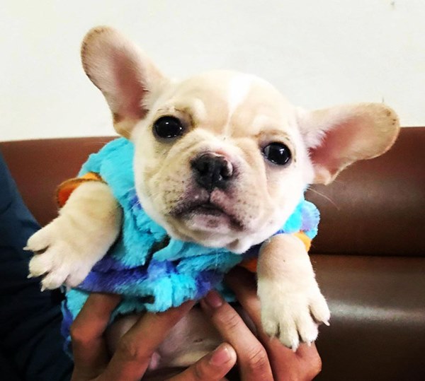 Bóc giá dàn thú cưng của hội trai xinh gái đẹp: Nghìn đô là chuyện bình thường, thần thái sang chảnh đã nói lên tất cả-18