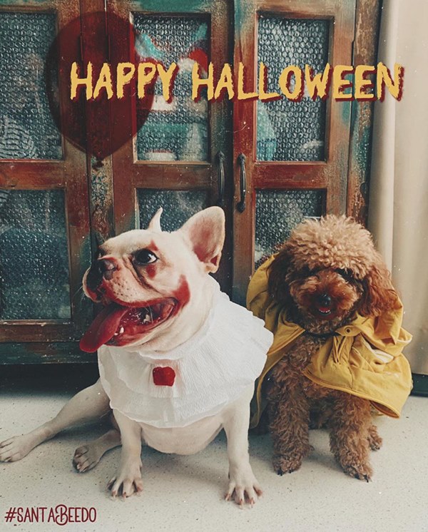 Bóc giá dàn thú cưng của hội trai xinh gái đẹp: Nghìn đô là chuyện bình thường, thần thái sang chảnh đã nói lên tất cả-21