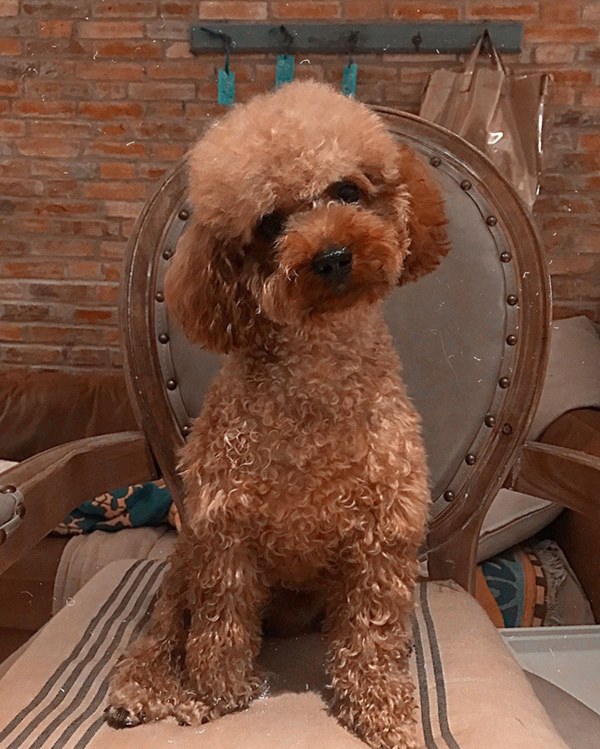 Bóc giá dàn thú cưng của hội trai xinh gái đẹp: Nghìn đô là chuyện bình thường, thần thái sang chảnh đã nói lên tất cả-22