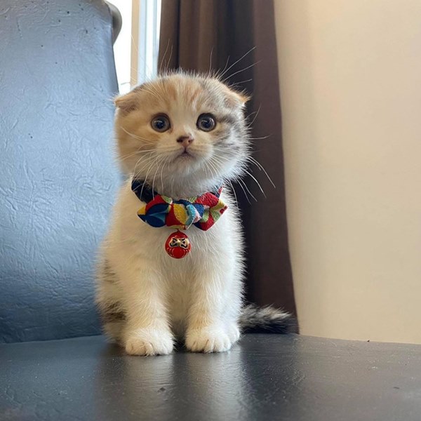 Bóc giá dàn thú cưng của hội trai xinh gái đẹp: Nghìn đô là chuyện bình thường, thần thái sang chảnh đã nói lên tất cả-28