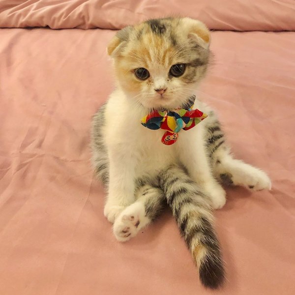 Bóc giá dàn thú cưng của hội trai xinh gái đẹp: Nghìn đô là chuyện bình thường, thần thái sang chảnh đã nói lên tất cả-29