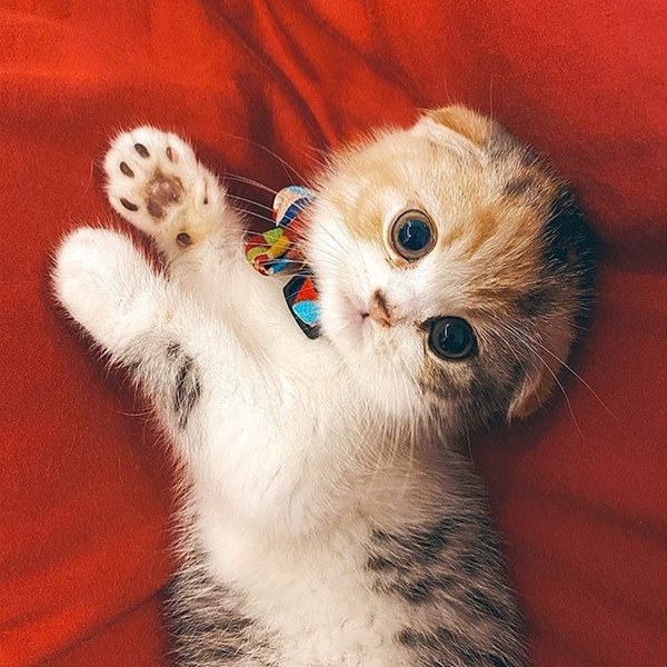 Bóc giá dàn thú cưng của hội trai xinh gái đẹp: Nghìn đô là chuyện bình thường, thần thái sang chảnh đã nói lên tất cả-30