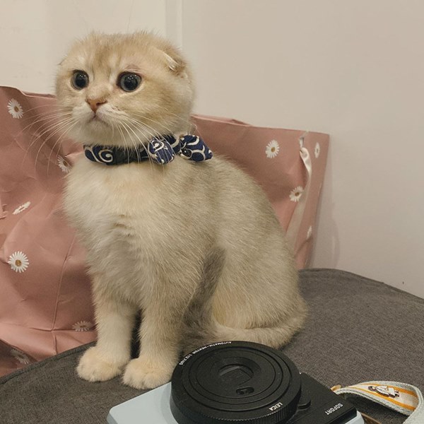 Bóc giá dàn thú cưng của hội trai xinh gái đẹp: Nghìn đô là chuyện bình thường, thần thái sang chảnh đã nói lên tất cả-31