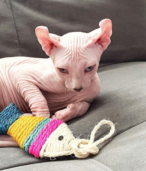 Bóc giá dàn thú cưng của hội trai xinh gái đẹp: Nghìn đô là chuyện bình thường, thần thái sang chảnh đã nói lên tất cả-33