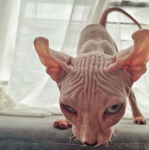 Bóc giá dàn thú cưng của hội trai xinh gái đẹp: Nghìn đô là chuyện bình thường, thần thái sang chảnh đã nói lên tất cả-34