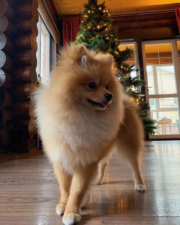 Bóc giá dàn thú cưng của hội trai xinh gái đẹp: Nghìn đô là chuyện bình thường, thần thái sang chảnh đã nói lên tất cả-37