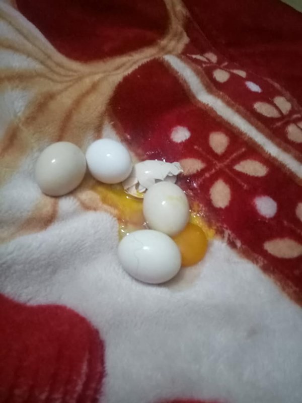 Đang trông con bỗng linh cảm điều bất thường, bà mẹ trẻ vội đi tìm thì bắt được cu cậu đang chơi trò ấp trứng, kết quả sau đó khiến mẹ phát điên”-2