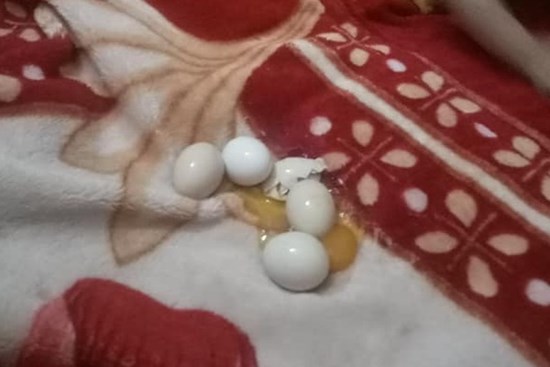 Đang trông con bỗng linh cảm điều bất thường, bà mẹ trẻ vội đi tìm thì bắt được cu cậu đang chơi trò ấp trứng, kết quả sau đó khiến mẹ “phát điên”