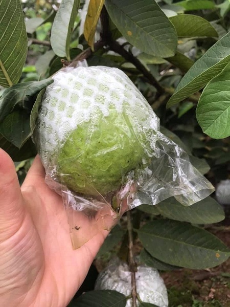 Ổi rẻ như cho nhưng vẫn ế ẩm, người nông dân kêu cứu-1