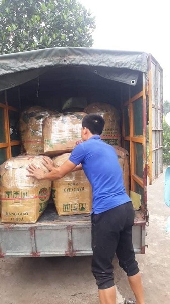 Ổi rẻ như cho nhưng vẫn ế ẩm, người nông dân kêu cứu-3