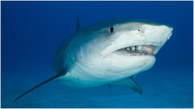 Con cá mập trong thủy cung bất ngờ nôn ra cánh tay người khiến khách tham quan hoảng loạn mở ra vụ án mạng bí ẩn nhất nước Úc-1