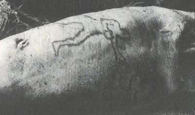 Con cá mập trong thủy cung bất ngờ nôn ra cánh tay người khiến khách tham quan hoảng loạn mở ra vụ án mạng bí ẩn nhất nước Úc-2