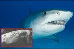 Cá mập tấn công du khách đang lặn tham quan san hô ở Australia-1