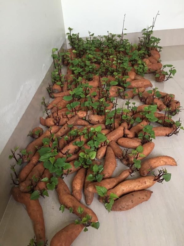 Tích trữ khoai lang giữa mùa dịch, nam thanh niên bất ngờ có rau lang xào tỏi tại gia mà chẳng cần đi chợ-2