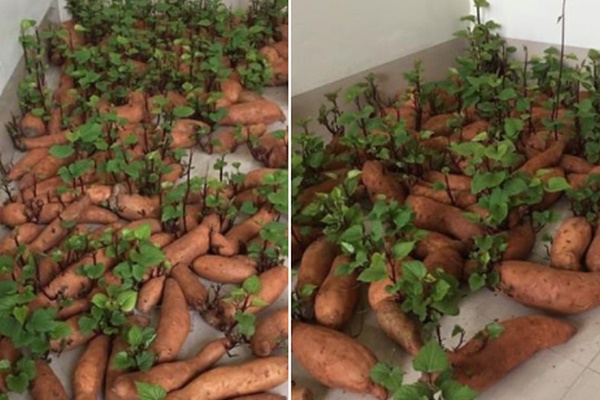 Nghe đồn anh hàng xóm 29 tuổi đi siêu xe, chưa có người yêu, cô gái tình cờ chứng kiến màn biến hình kinh ngạc-3