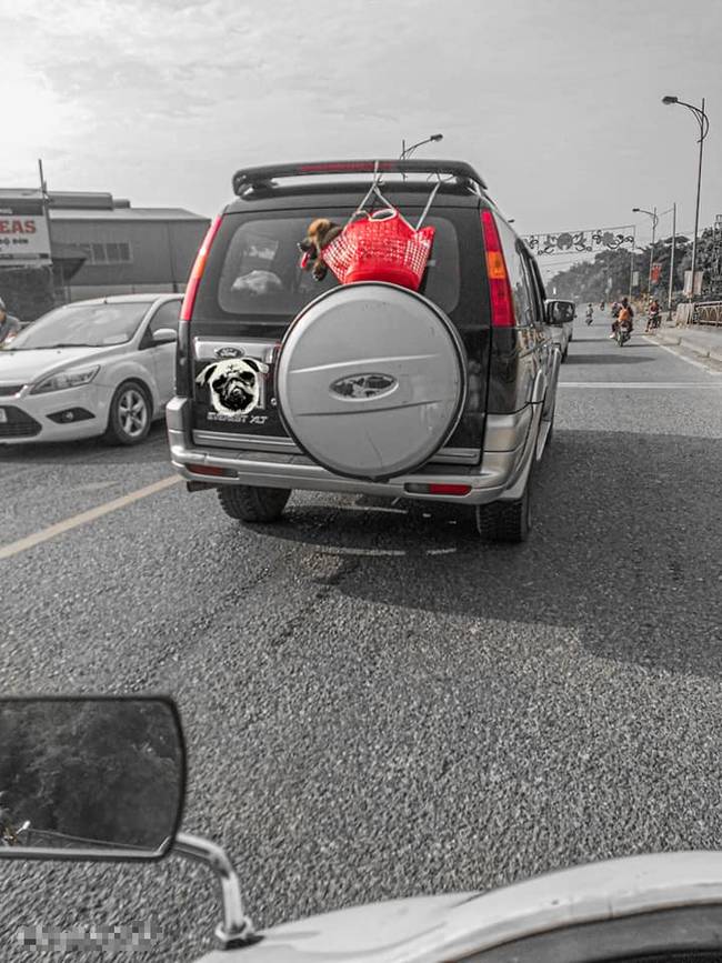 Hình ảnh chú chó bị chủ bỏ trong chiếc giỏ đi chợ rồi treo lủng lẳng sau xe ô tô khi đang chạy trên đường khiến dân mạng tranh cãi kịch liệt-2