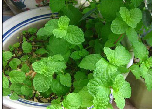 Nhà chẳng có bóng dáng con kiến nào khi bạn lấy chanh làm theo cách này-2