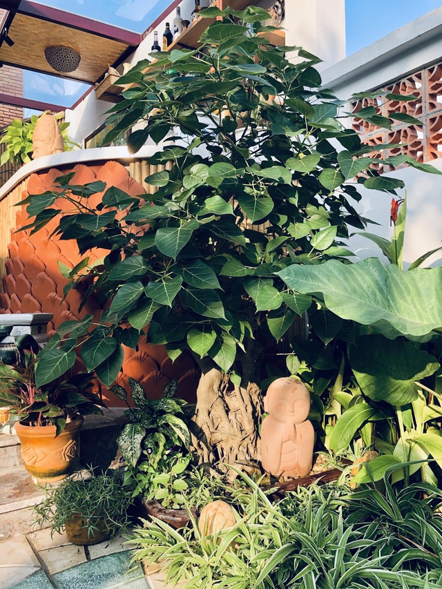 Chủ nhà ở Hội An chi 1,7 tỷ đồng xây dựng nhà phố sân vườn đẹp nên thơ-12