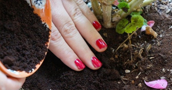 Rắc bã cà phê xung quanh gốc cây, điều kì diệu xảy ra sau một đêm-1