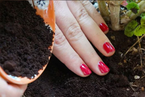 5 công dụng tuyệt vời của bã cà phê có thể bạn chưa biết-6