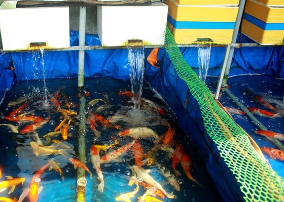 Thanh niên khởi nghiệp từ cá Koi, thu nửa tỷ mỗi năm-4