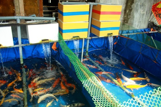 Thanh niên khởi nghiệp từ cá Koi, thu nửa tỷ mỗi năm-5