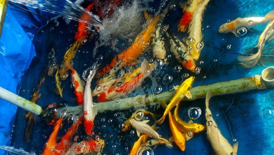 Thanh niên khởi nghiệp từ cá Koi, thu nửa tỷ mỗi năm-6