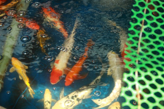 Thanh niên khởi nghiệp từ cá Koi, thu nửa tỷ mỗi năm-8