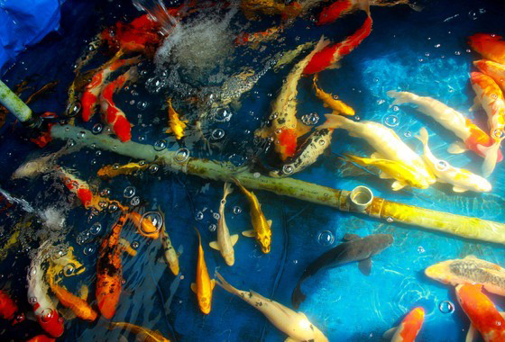 Chán việc văn phòng, 2 cử nhân rủ nhau bán ốc, thu nhập 35 triệu/tháng-3