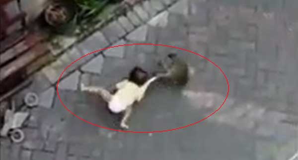 Clip: Khoảnh khắc gây sốc khi con khỉ đạp xe đến lôi bé gái đi và sự thật phía sau gây phẫn nộ-1