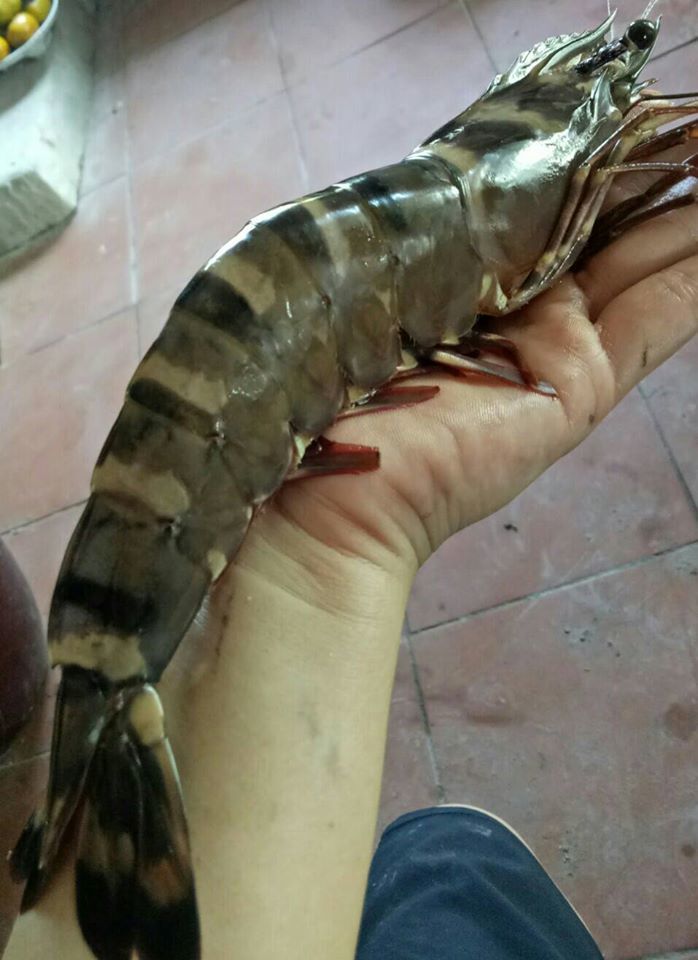 Tôm sú khổng lồ ngang cổ tay giá hơn triệu đồng/kg vẫn cháy hàng-2